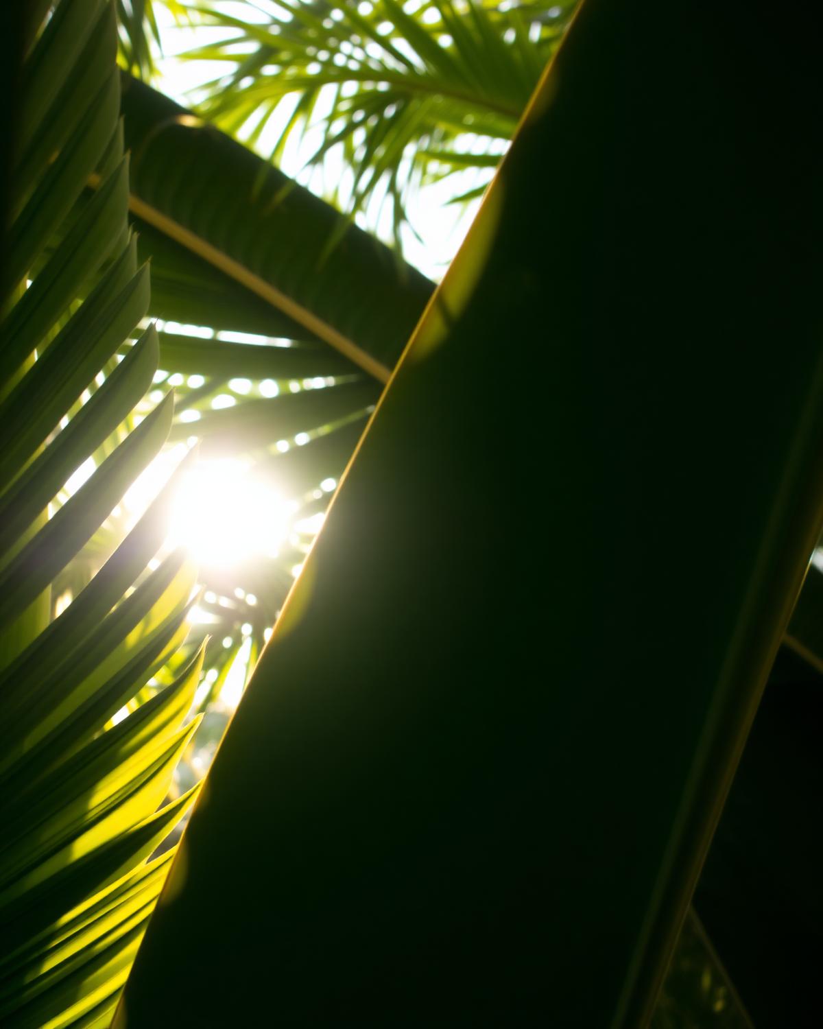 Palm leaves in morning light
